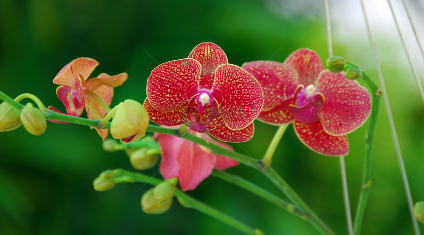 红月花兰花风格花园植物装饰白色花朵阴影季节性植物群兰花图片