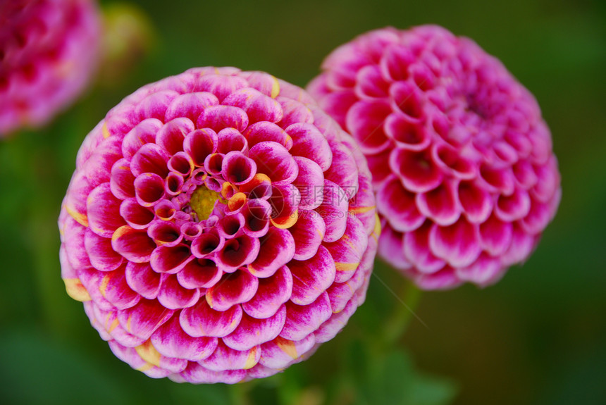 粉红色花朵花瓣植物季节性花园绒球图片