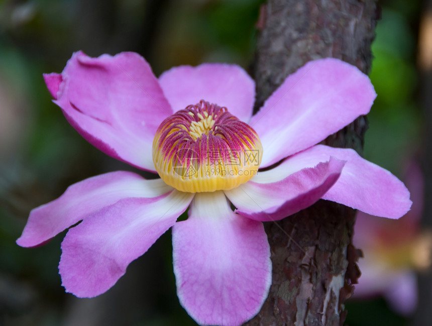 粉红色古斯塔维亚花朵花园热带勋章季节性花瓣植物群图片