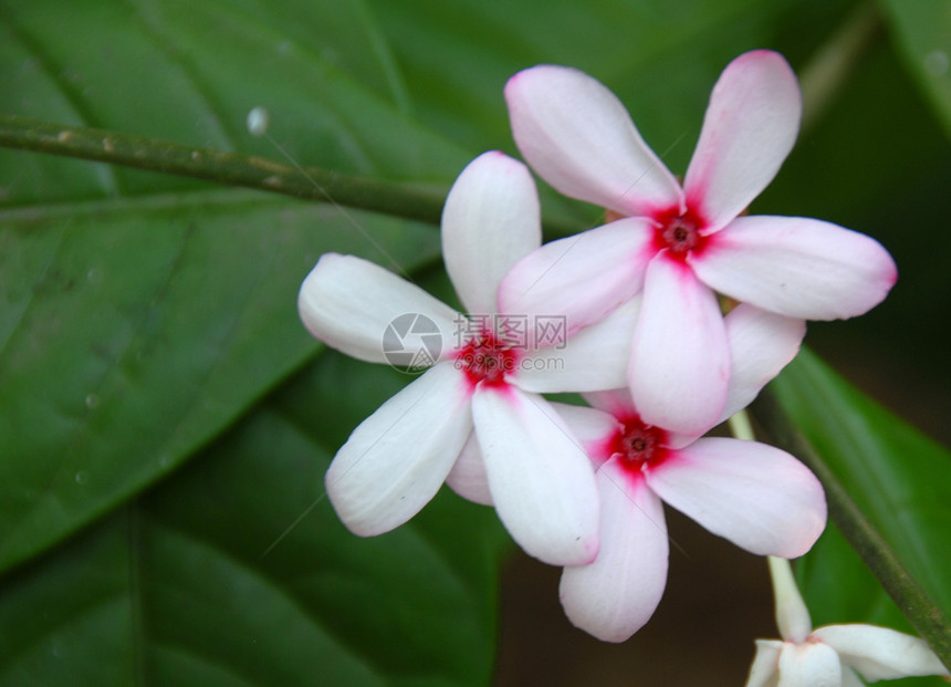 粉红白花花花园风格花朵白色植物群装饰花瓣图片