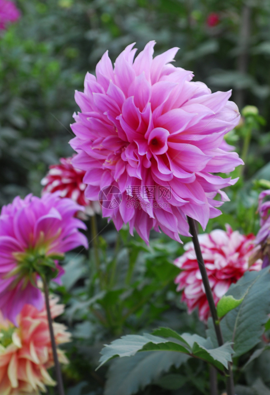 粉红 Dahlia 花花朵园艺花园花瓣季节性图片