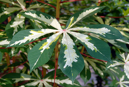 黄绿色木薯树木薯植物叶背景图片