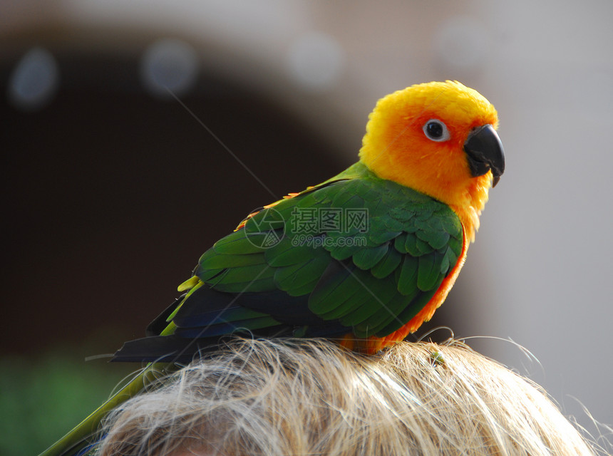 黄绿色绿尾鹦鹉鸟动物森林羽毛眼睛栖息野生动物绿色热带动物群翅膀图片
