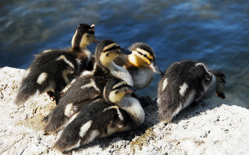 棕色马华达鸭新生儿动物农场羽毛鸭子饮食家禽纽带婴儿女性小鸭子图片