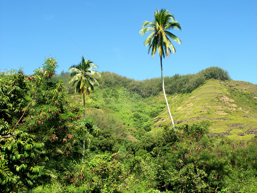 塔希提棕榈树天空旅行天堂风景植被场景植物学植物热带爬坡图片