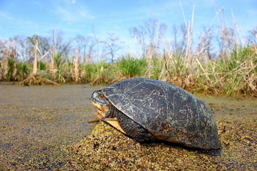斑龟动物沼泽生物动物学场景环境爬虫生态濒危疱疹图片