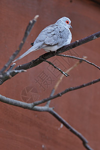 灰色异国鸟背景图片
