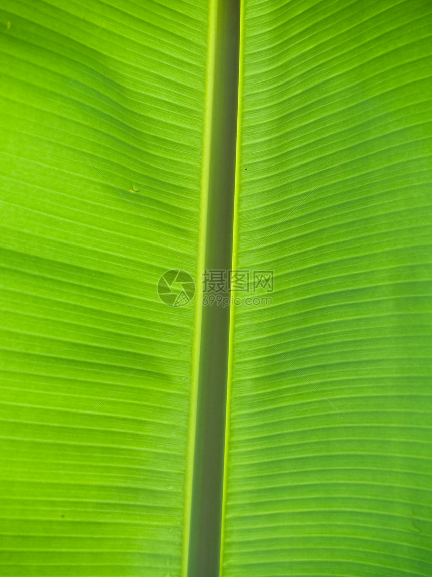 香蕉树叶绿色艺术床单光合作用植物群条纹叶子植物植物学墙纸图片