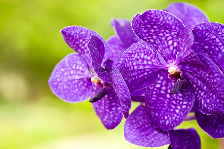紫色兰花奢华花束美丽绿色植物叶子粉色热带花园植物学图片