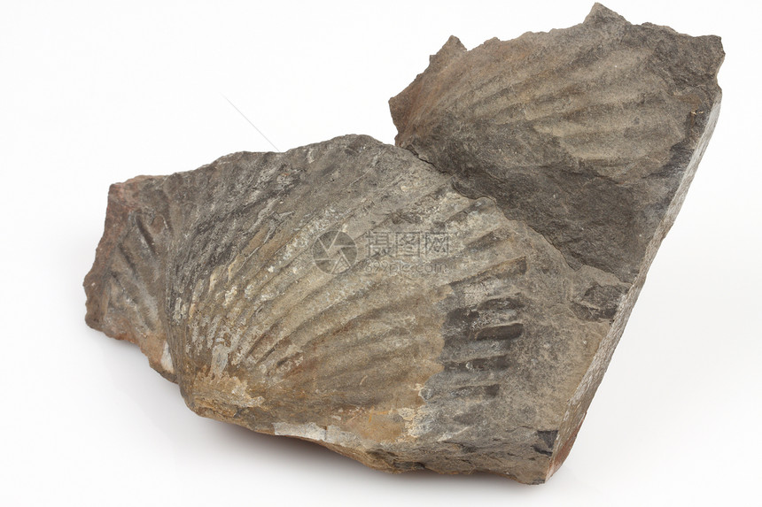 化石贝壳古生物学壤土海洋首饰岩石考古学螺旋混合物石头图片