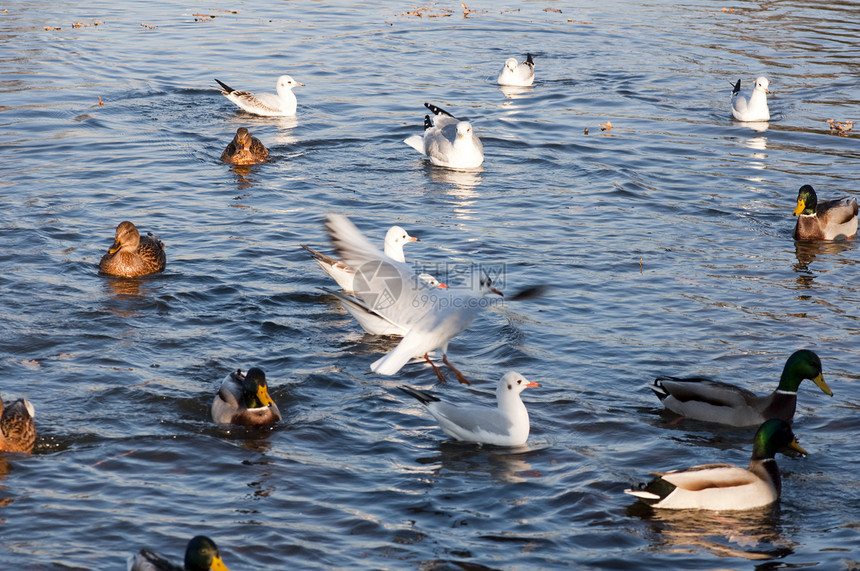 鸭子荒野野生动物打猎农场翅膀绿色图片