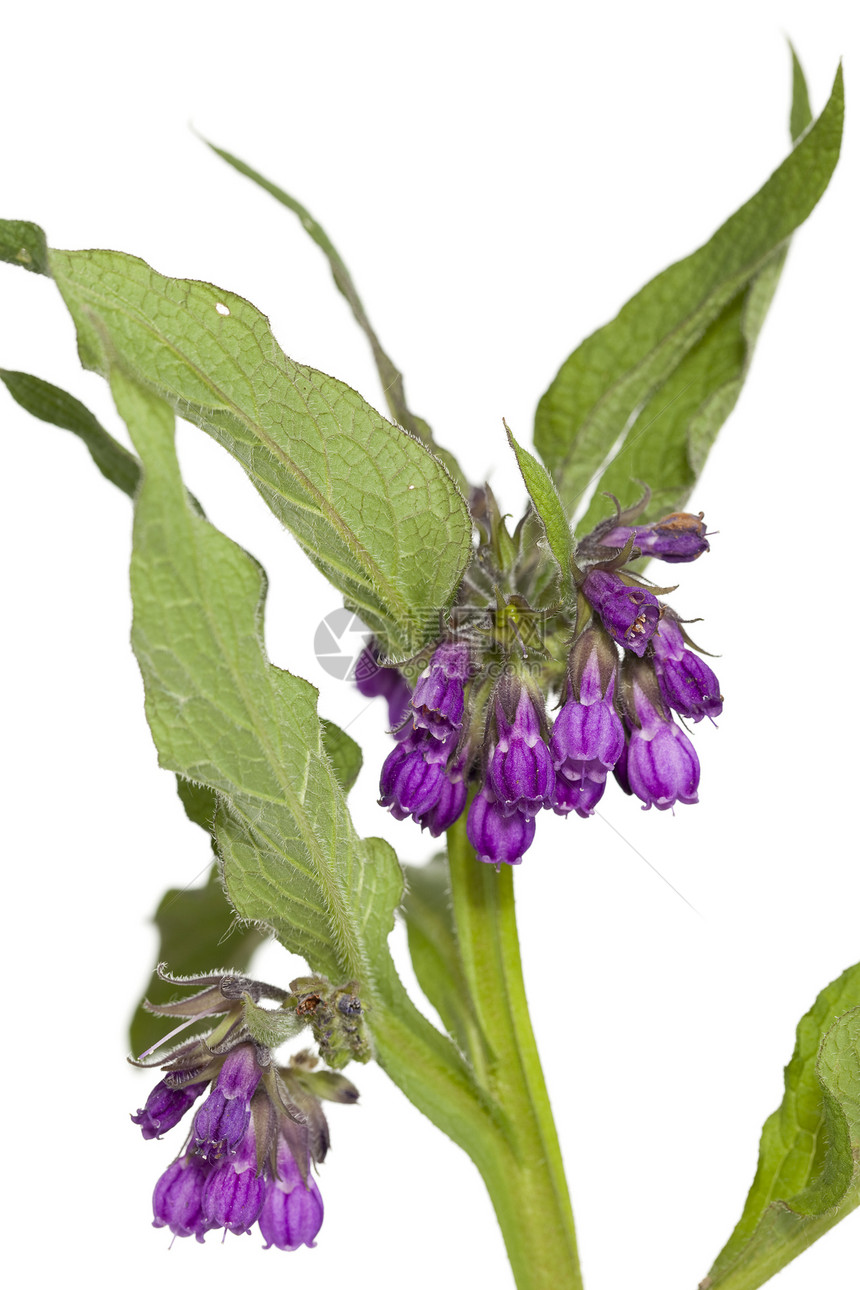 间歇性对流紫色草药植物草本植物野花衬套花序叶子宏观图片