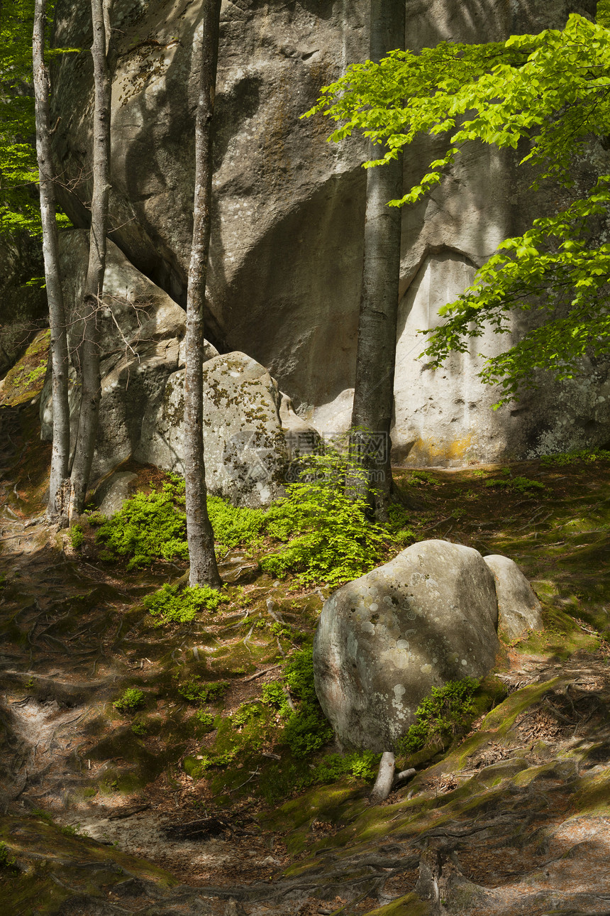 春林公园叶子场景季节绿色岩石木头森林植物石头图片