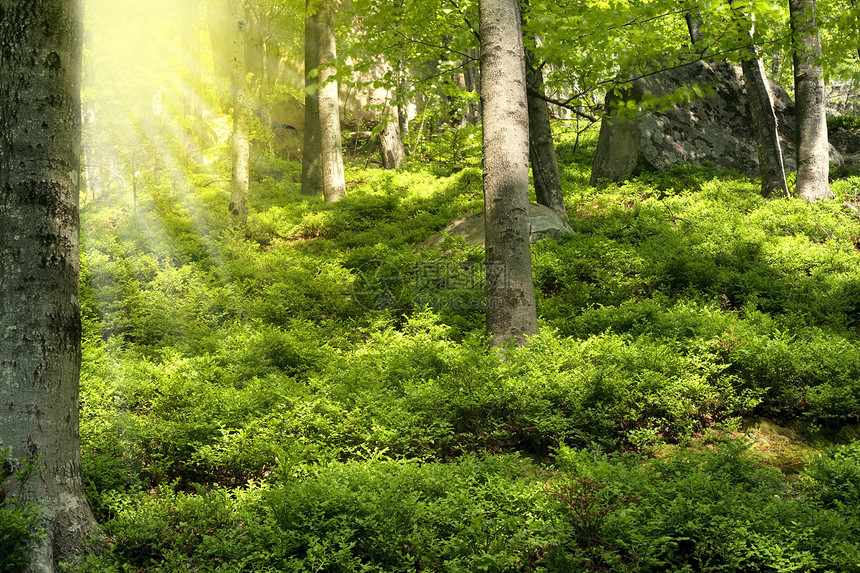 春林阳光石头公园岩石植物山毛榉叶子木头衬套绿色图片