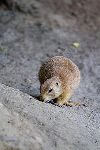 帕蕊狗毛皮荒野野生动物地鼠地面绿色草原哺乳动物警报棕色背景图片