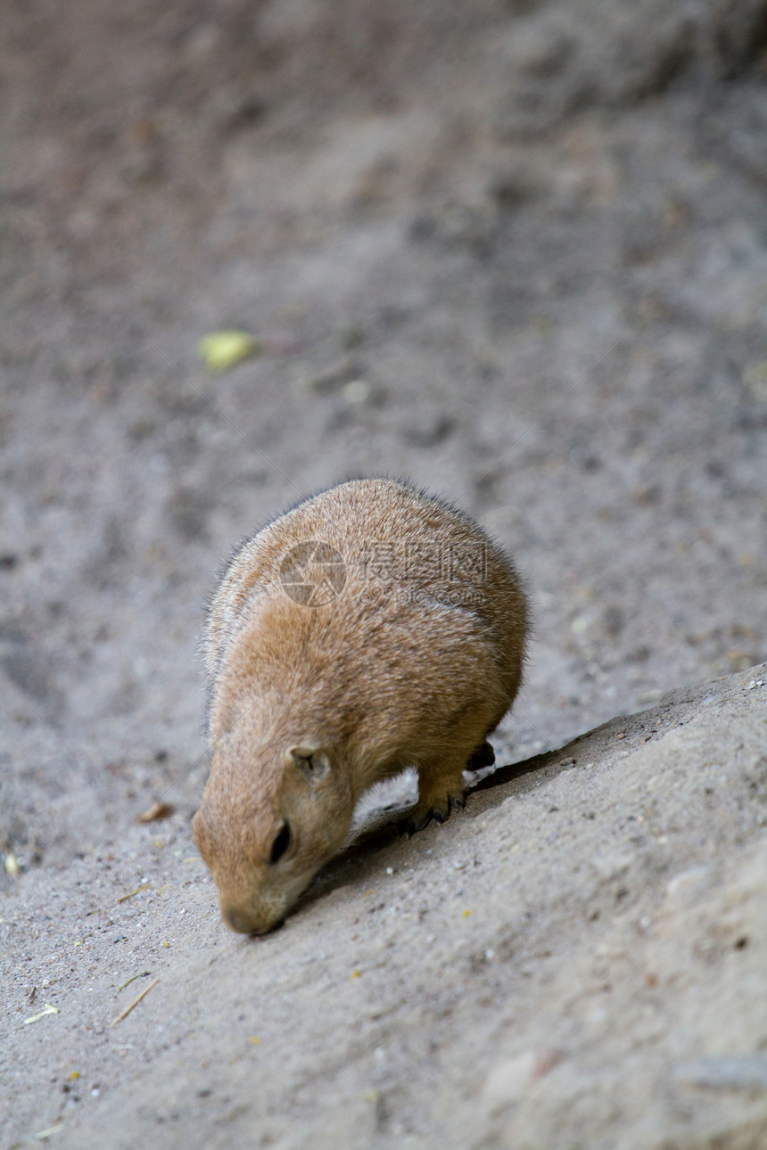 帕蕊狗地鼠哺乳动物毛皮棕色地面岩石荒野警报草原胡须图片
