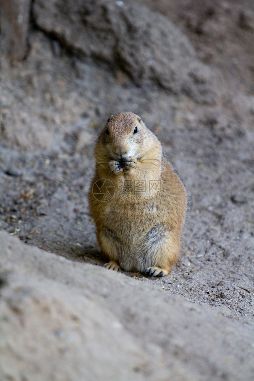 帕蕊狗棕色岩石野生动物草原哺乳动物地鼠毛皮荒野地面胡须图片