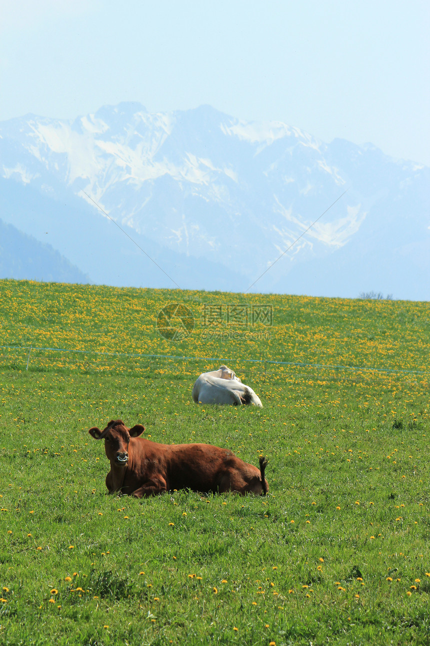 瑞士奶牛和阿尔卑斯山图片
