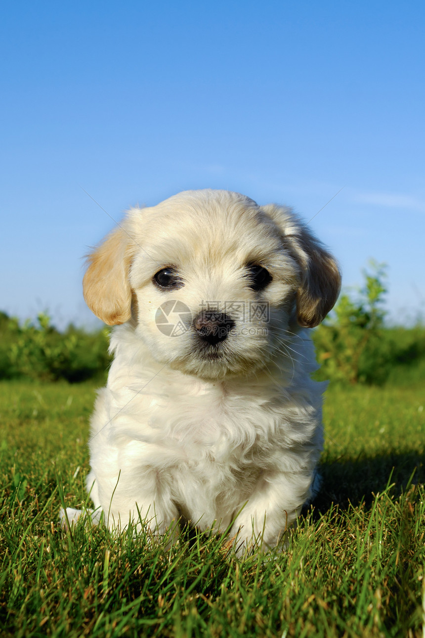小狗狗休息耳朵白色婴儿鼻子动物宠物伴侣绿色朋友图片