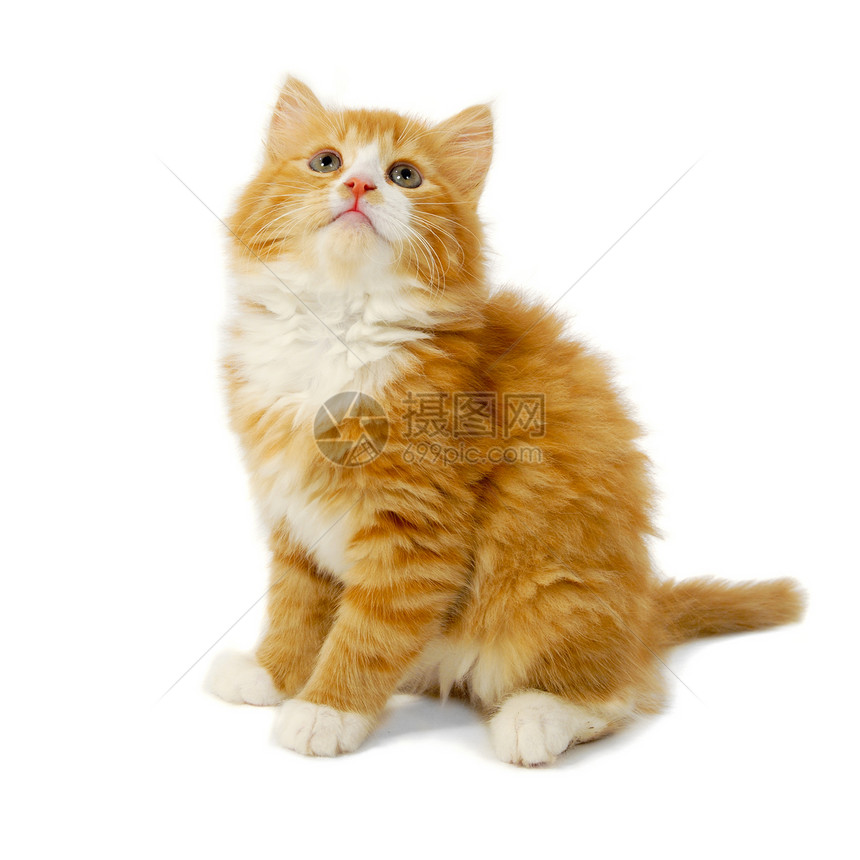小猫咪橙子宠物动物动物群条纹白色金子姿势猫科图片