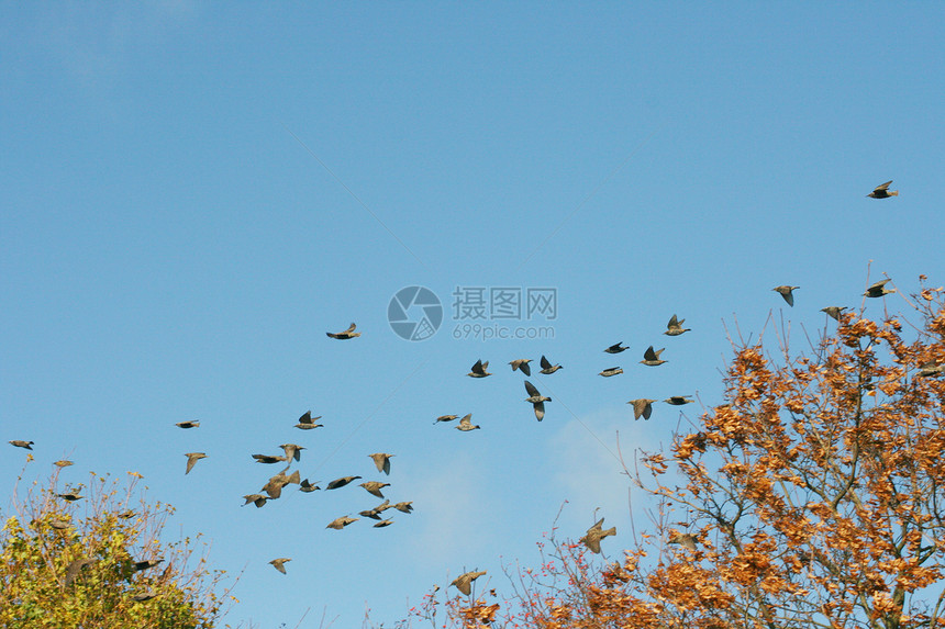 鸟群动物叶子飞根鸟类树木图片