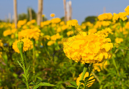 立形字段万寿菊阳光草本植物快乐花粉花园金子草地植物植物群背景