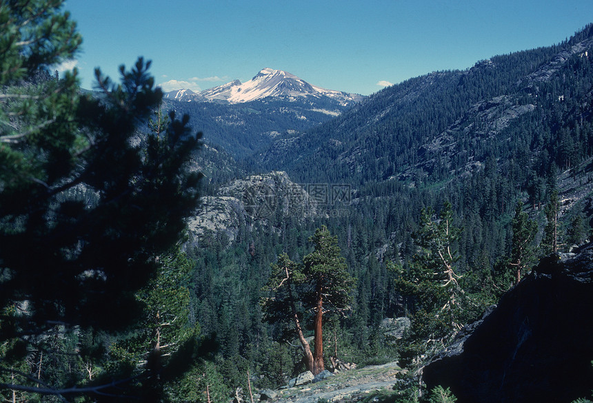 Mammoth山 加利福尼亚内华达山山脉森林风景图片