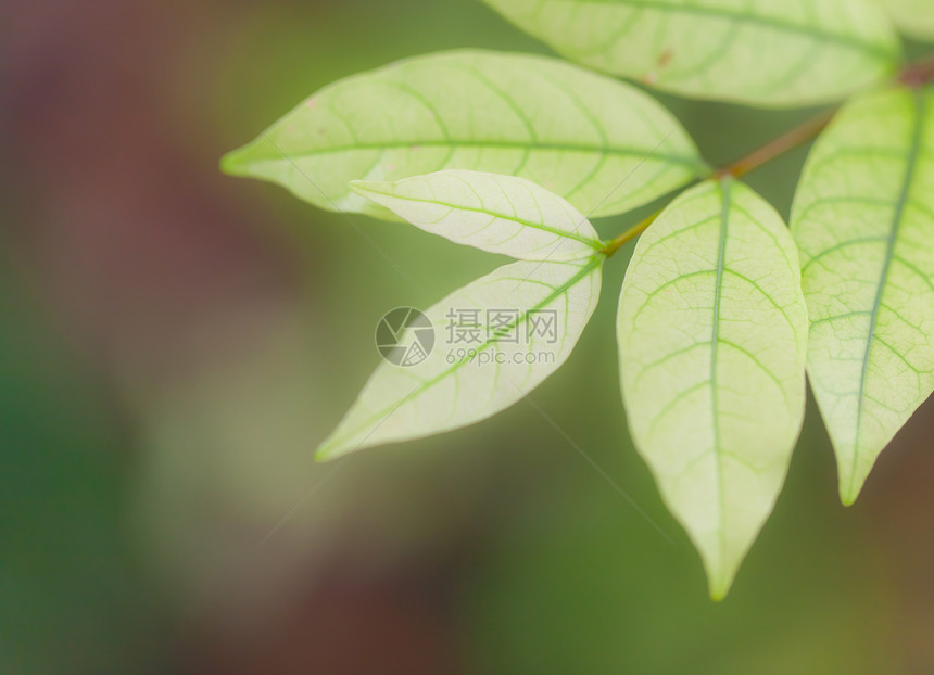 背景 自然绿树叶森林美丽植物群白色剪裁织物绿色编队花瓣玉兰图片