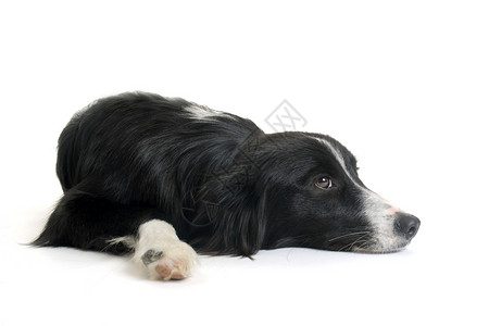 翘边边框素材边边框collie动物牧羊犬犬类黑色宠物白色背景