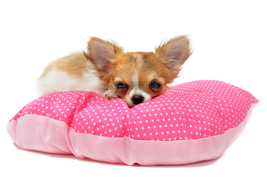 小狗吉娃娃睡眠动物棕色伴侣犬类白色工作室软垫宠物图片