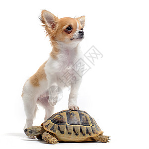 赫尔曼尼小狗吉娃娃和海龟爬行动物犬类棕色工作室伴侣陆龟乌龟动物白色宠物背景