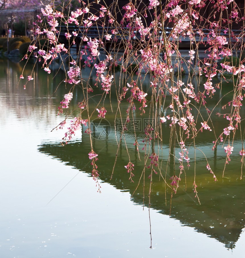 樱花树叶海报美丽季节花瓣枝条文化中心明信片墙纸图片