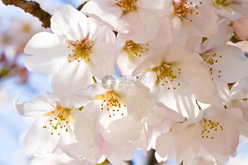 樱花墙纸枝条季节花园植物明信片文化花瓣卡片中心图片