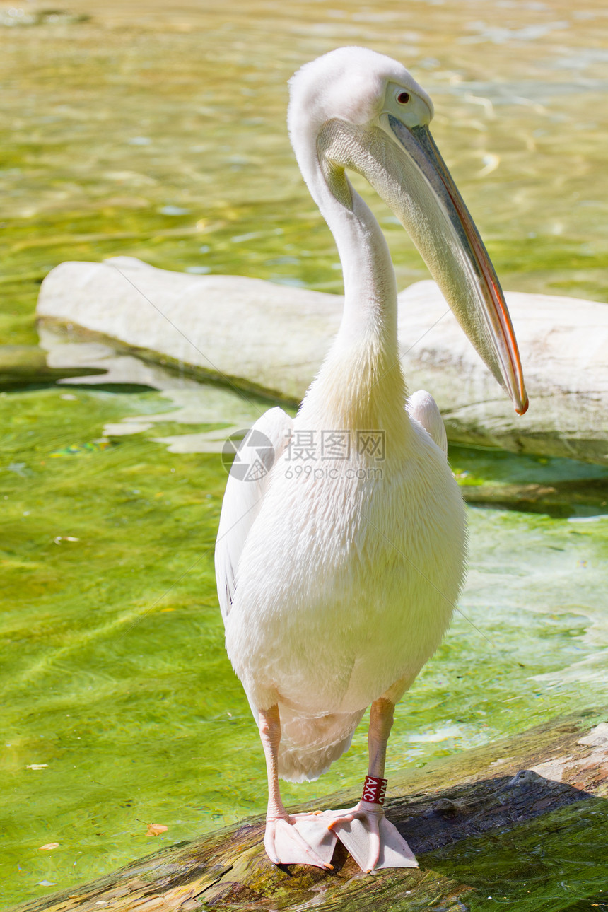 佩利卡白色蓝色海滩翅膀荒野海岸水池池塘动物海鸟图片