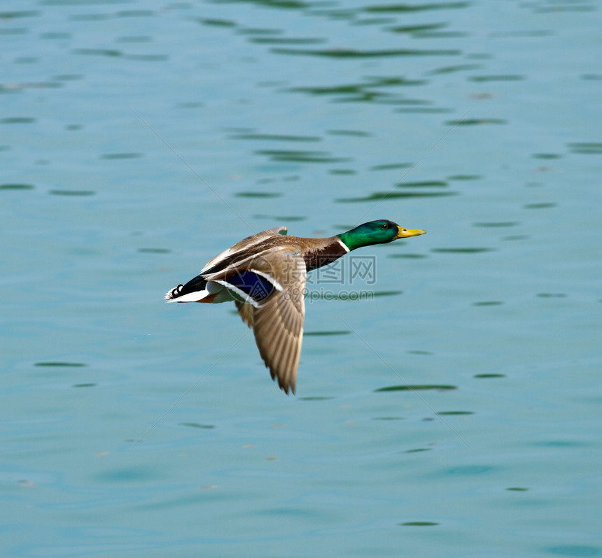 鸭子湿地池塘野生动物水库鸟类水禽航班沼泽游戏湖畔图片
