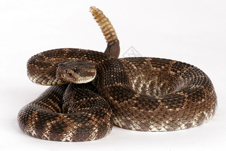 龙尾蛇的肖像爬虫毒液野生动物致命高清图片