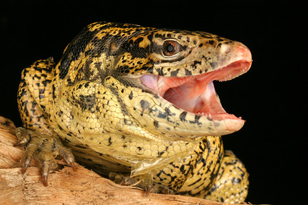 金色Tegu冷血爬虫爪子动物生物蜥蜴牙齿眼睛食肉野生动物背景图片