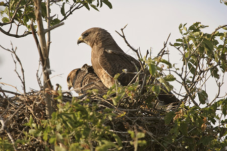 两个年轻的斯温森鹰巢背景图片