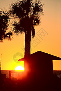 棕榈树和救生小屋后面晒太阳背景图片