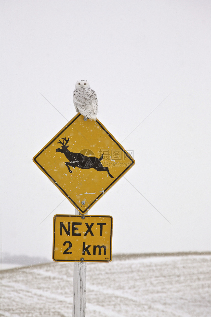 萨斯喀彻温的鹿渡行路牌上的雪猫图片