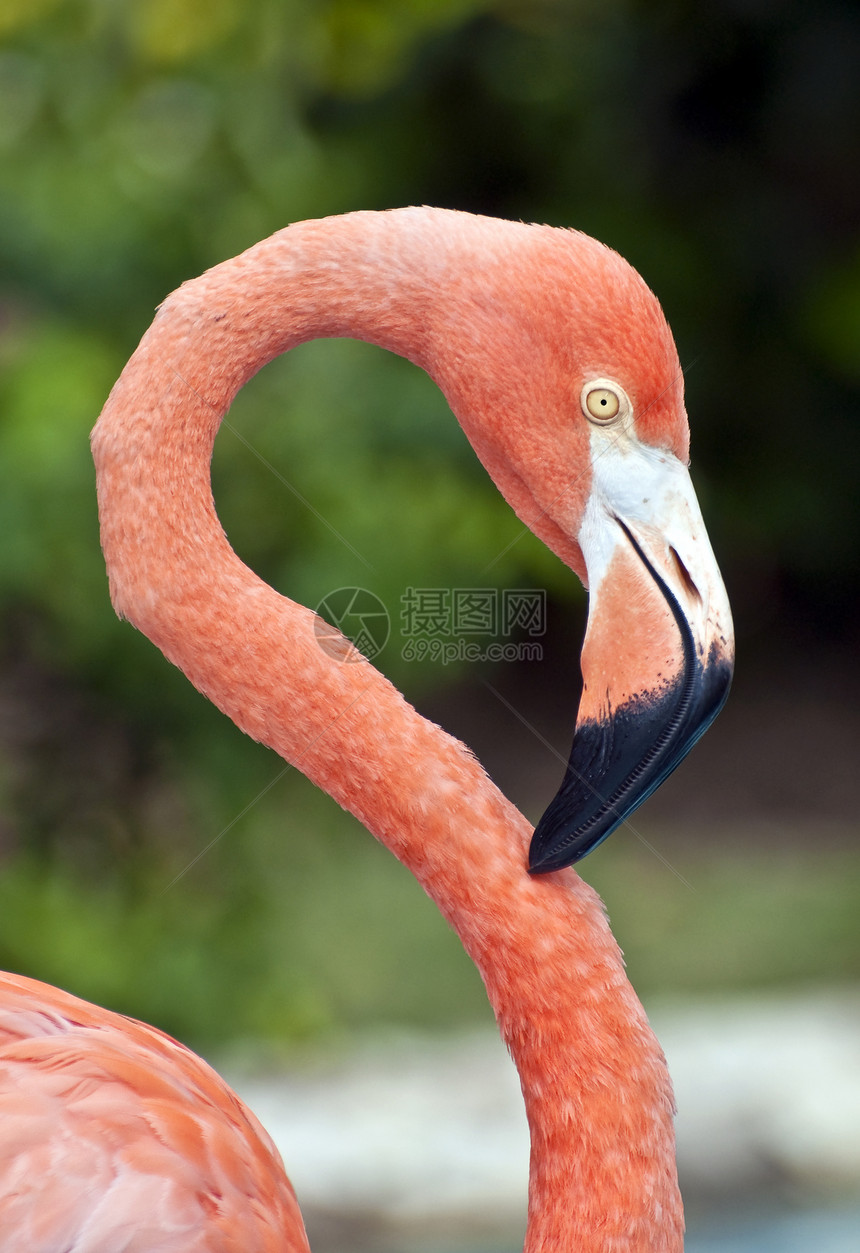 粉红火烈鸟热带异国羽毛动物荒野野生动物情调粉色图片