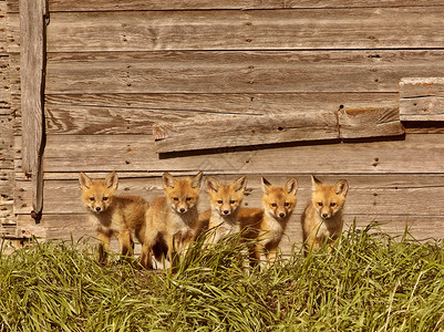 由旧萨斯喀彻温粮仓制作的五套狐狸包高清图片
