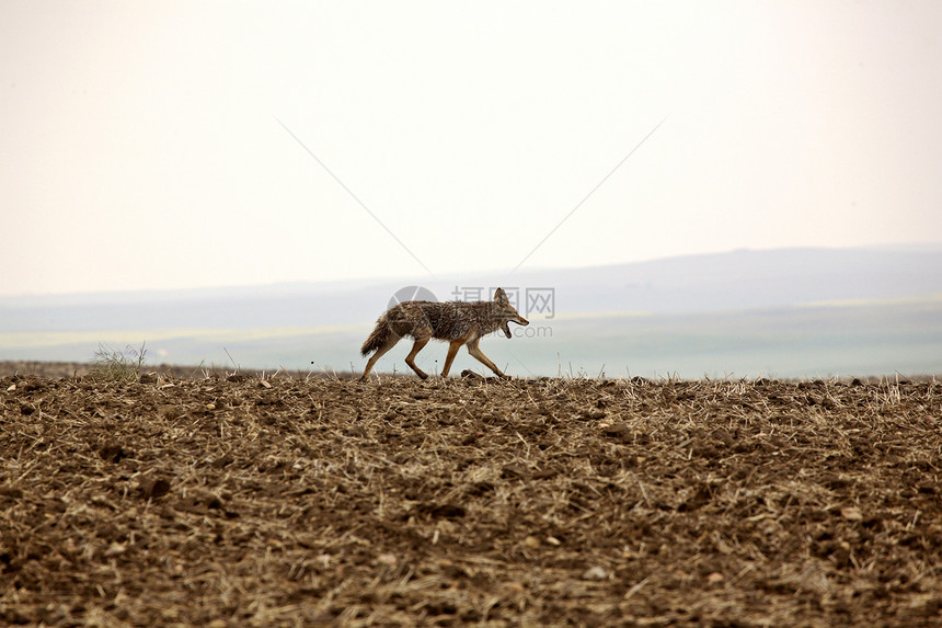沿萨斯喀彻温山脊行走的土狼图片