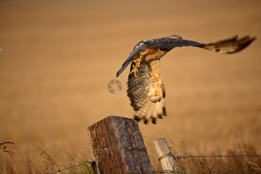 斯温森的鹰号从围栏站起飞环境飞行受保护动物群航班动物保护水平荒野新世界图片