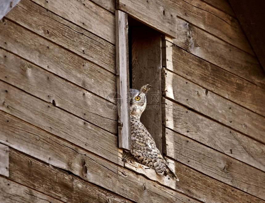 谷仓窗口中的大角猫头鹰图片