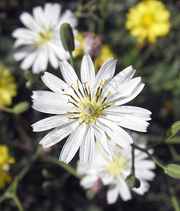 野花菊科苦菜蔬菜黄色白色花朵植物背景图片