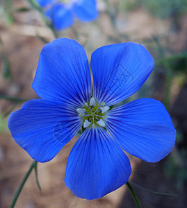 蓝色亚麻花风机植物花朵背景图片