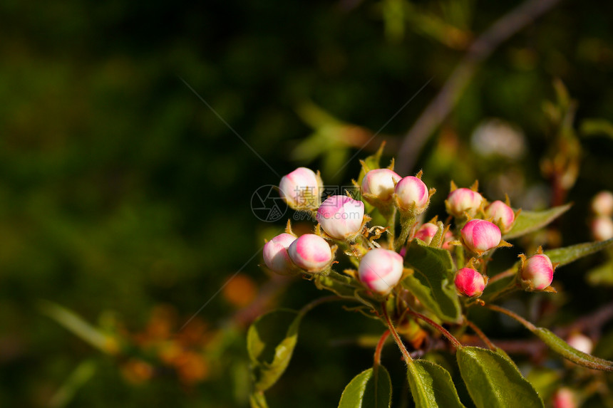 公园中美丽的花朵植物衬套生活绿色树叶季节树木荒野花园图片