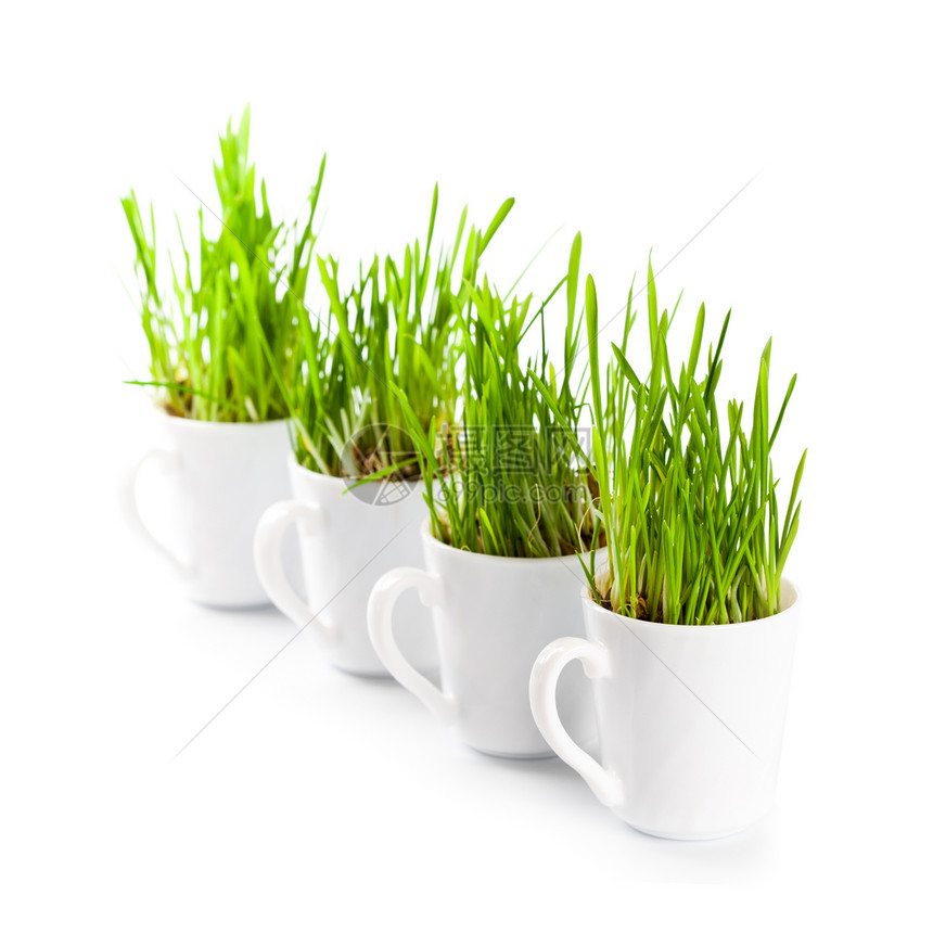 咖啡杯中的绿草c图片