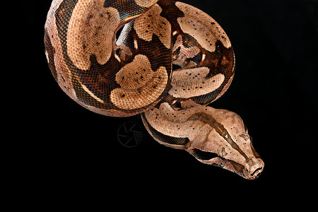 红尾巴波亚野生动物线圈生物食肉蟒蛇爬虫动物背景图片